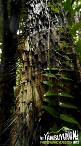 Mount Tambuyukon Expedition  